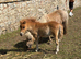 Registered miniature Shetland colt foals