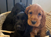 Beautiful show cocker spaniels for sale