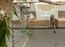 Zebra finches