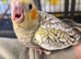 Hand reared cockatiels and conures