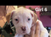 American bulldog *ready to go*
