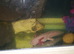 2 axlottil boys