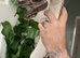 Pet Only Ball Pythons