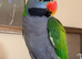 Male Derbyran parrot