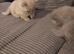 Bsh kittens 1 lilac, 2 blue Girls ready in 2 weeks