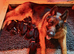 Beautiful Chunky German Shepherd Puppies