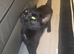 Cat For Sale