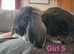 Pure bred mini lops kits- (Stunning)
