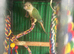 Green cheek conure
