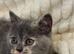 Playful kittens