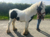 gypsy cob gelding 11,3 pony