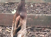 Pure fawn exhibition runners