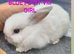 Mini lop babies i
