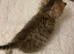 TICA reg Black Golden kittens