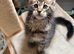 Stunning X-Large pedigree Mainecoon boy