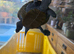 Diamond back terrapin male