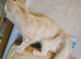 1 year old female registered Maine Coons