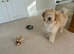 Gold and Cream Tibetan Terrier boy