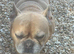 Free French Bulldog to good home