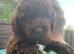 Cockapoo puppy