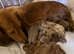 Miniature dachshund puppies Long haired