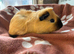 Funky baby girl guinea pigs