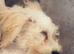 male bichon