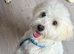 Bichon puppy