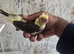 Semi Tamed x4 Cockatiels for sale