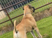Boerboel x corso pup
