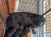**READY NOW** Cocker Spaniel Puppies