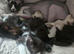 REDUCED Ready NOW Beautiful babies ready next week, these kittens are absloutely stunning