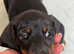 Miniature dachshund boy