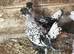 Silver Appenzeller Spitzhauben for sale