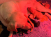 Kc well bread Labrador puppies