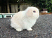 10 week mini lop doe