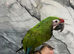Friendly Baby HandReared Super Tame Cuddly Military Macaw Parrot,31