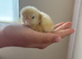 Beautiful chicks