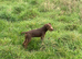 Chocolate boy 8 months old