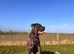 Amazing cane corso