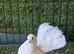 Serbian pigeons