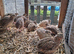 Quails: Point of Layin, 8 Weeks, 6 Weeks and a day old chicks available