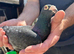 Coloured Racing Pigeon