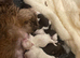 2 Beautiful Choc parti Imperial Shih Tzu bitches