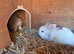 2 baby Lion lops for sale with double hutch included