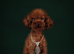 Asian poodle, red , 1.2 kg !