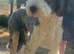 Chad.Wonderful 2 year old Sheepadoodle Seeking New Bestie.
