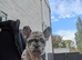 French bulldog girls