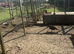 Peafowl for sale