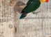Lovely DNAd Pair of lovebirds available